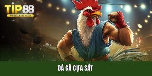 Đá gà cựa sắt