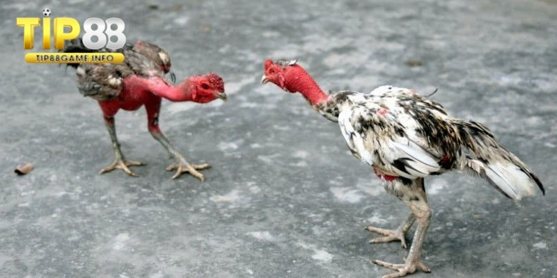 Kỹ thuật thả gà đúng