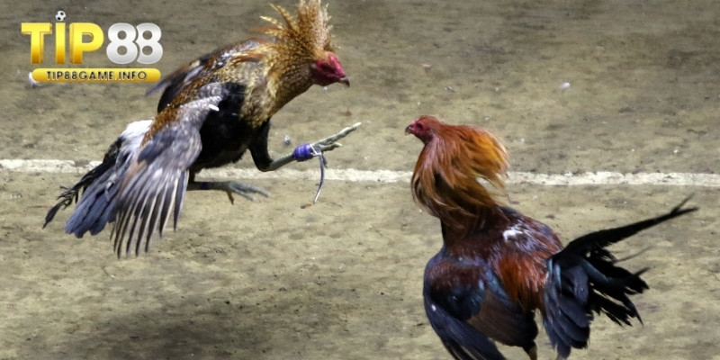 Nắm rõ luật chơi chọi gà trước khi thi đấu