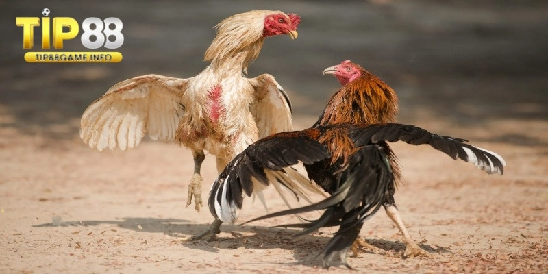 Quan sát chi tiết để hiểu rõ về tiềm năng của chiến kê