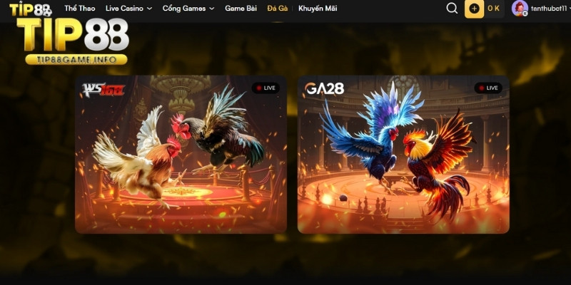 Sơ lược về đá gà trực tiếp