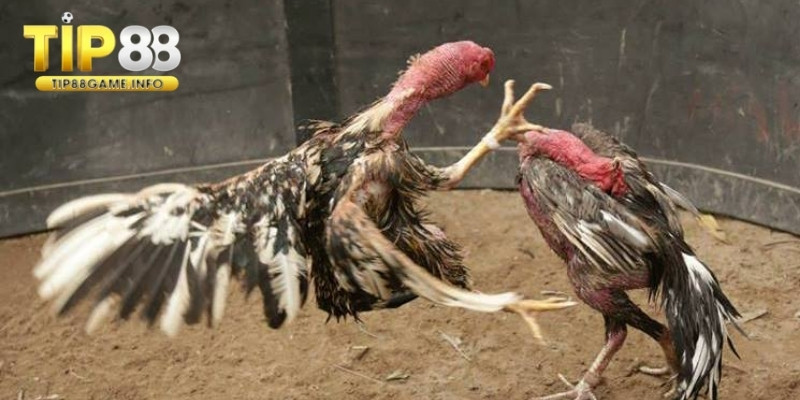 Sức đấu của giống gà chọi