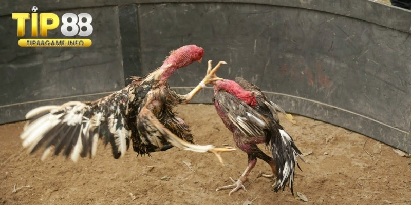 Tình hình trận đấu luôn biến đổi tạo sự hấp dẫn